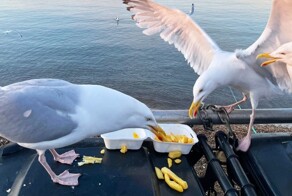 Не только воруют еду: ученые считают чаек "крылатой угрозой" для Британии