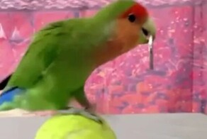 Смышлёный попугай проходит полосу препятствий