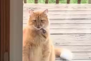 Одна из самых раздражающих привычек гуляющих котиков