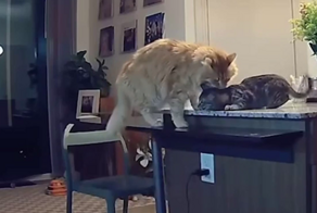 Кот спустил котёнка со стола в воспитательных целях