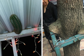 15 удивительных ситуаций, когда природа ворвалась в цивилизацию