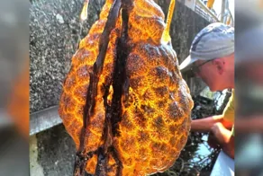 Рыбаки вытащили удивительный оранжевый мешок, который светился изнутри