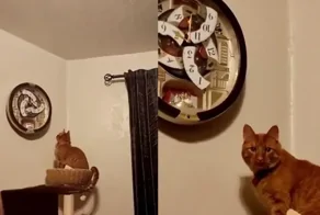 «Я не понял, а когда кушать?»: кот озадачился необычными часами