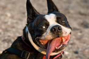 30 пёселей, который высунули язык и стали рок-звёздами