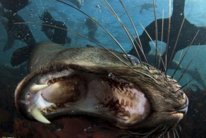 Лучшие фотографии от National Geographic за ноябрь 2012 (46 фото)