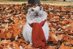 Ученые нашли причину осенней хандры