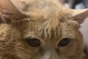 Кота Крошика доставили в больницу в тяжёлом состоянии