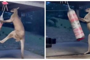 Обычный день в Австралии