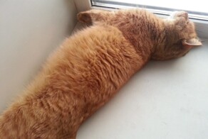 Мишка