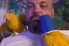 Попугаю нравится, когда на него надевают стаканчик