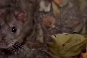 Встреча поляка с мышью