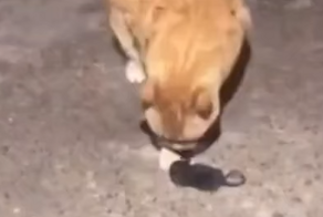 Кот недооценил мышь