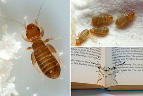 Книжные вши: вредители, которых не существует