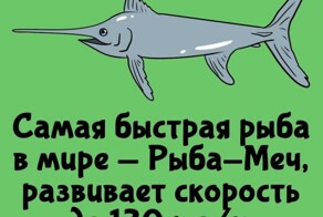 А вдруг ты не знал…