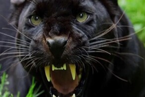 В Иркутской области пантера напала на маленького мальчика во время фотографирования