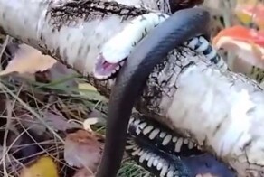 Змея объелась мухоморов