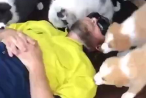 Щенячья терапия для выгоревших людей