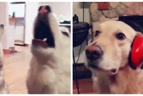 С хаски в доме не соскучишься