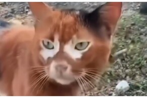 Кошка с эффектным окрасом