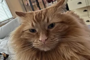 25 котеек, демонстрирующих презрение, которые выглядят при этом мило и тискательно