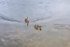 Утка усыновила выводок осиротевших птенцов