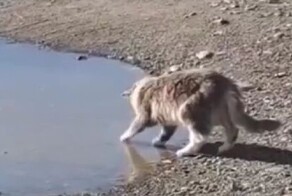 Забавная реакция кота на замерзшую лужу