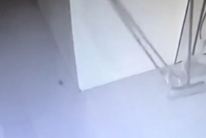 Один из самых невезучих грызунов