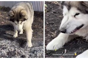 Маленькая история про маламута и картошку