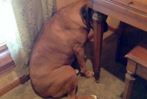 20 пёсиков, которые что-то натворили и благоразумно решили слиться с местностью