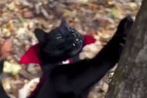 Граф Дракула существует