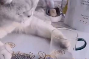 Кот перехитрил своего хозяина