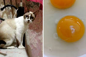 15 удивительных случаев, когда люди замечали цифры и буквы там, где их не должно быть