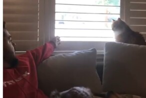 Своенравный кот показал, кто в доме хозяин