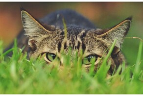 Кошки вышли на охоту