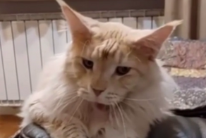 Кот не даёт другим питомцам скучать