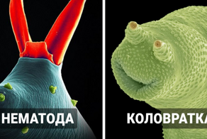 16 макрофото, доказывающих, что под нашими ногами живут удивительные создания, которых мы просто не замечаем