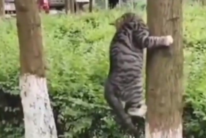 Том и Джерри в реальной жизни