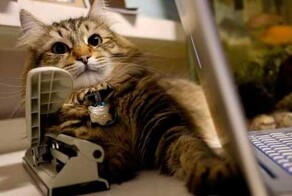 25 котеек, которые открыли для себя новое увлечение и преуспели в нём