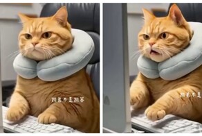 Кота довели на работе
