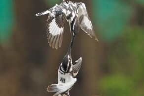 На общую тему&nbsp;