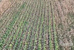 В Одессе мужчина вырастил на чужом кукурузном поле целую плантацию конопли