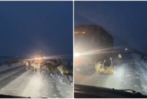 Водитель грузовика сбил стадо оленей и скрылся