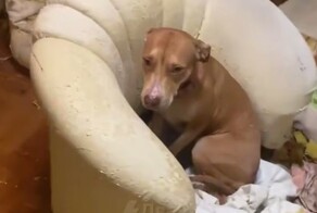 Дизайнер интерьера