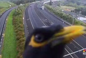 Птица высказала своё возмущение в камеру