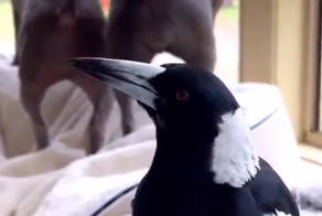 Птица лает как собака