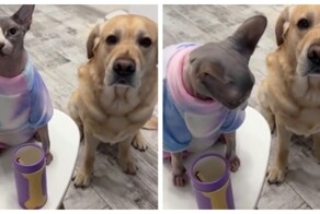 Кому достанется последнее лакомство?