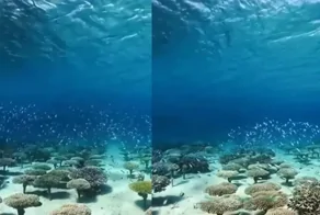 Японские рыбаки начали разводить кораллы, чтобы спасти экосистему океана
