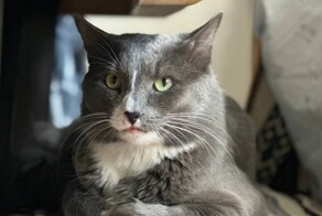 В Перми пропал первый официально трудоустроенный в России кот