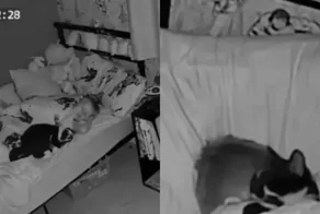 Котик мирно спит в объятиях своего маленького хозяина