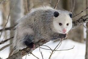 Памятник стратегическому зверьку в мировой столице опоссумов